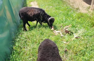 la maison Cavancha - Foto 23