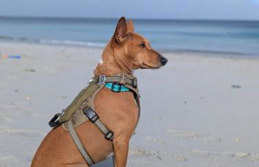 Gite Ker Domi 3 personnes-Plages et GR34 à pied Plouguerneau - Foto 41