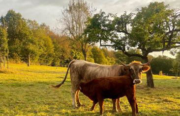 Chalet im Grünen - Foto 16