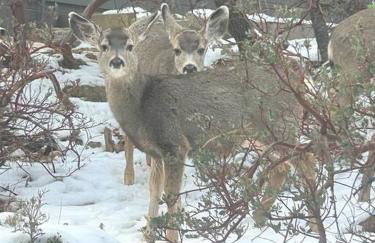 Mountain Cabin Retreat in the Pines - Foto 38