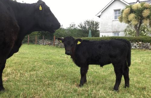 Perthi Uchaf - Foto 32