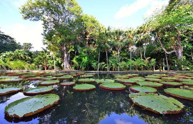 Port Louis & Pamplemousses Private Day Trip - Photo 3