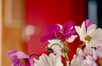 Radawnica pl - Tu odpoczniesz! - Foto 29