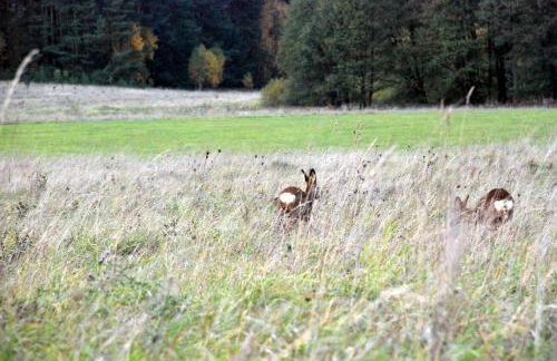 Natura Apartamenty - Foto 68
