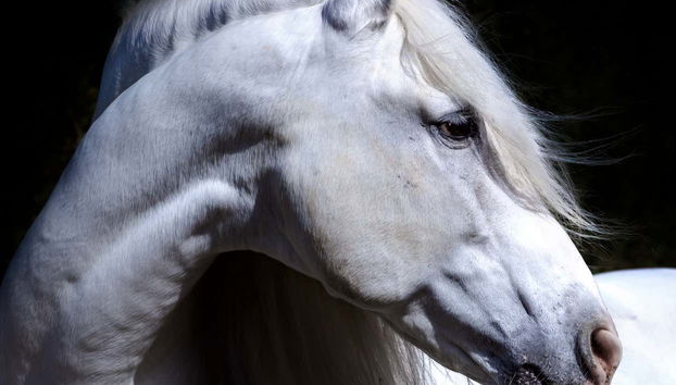 Yeguada de la Cartuja Stud Farm Tour - Foto 5