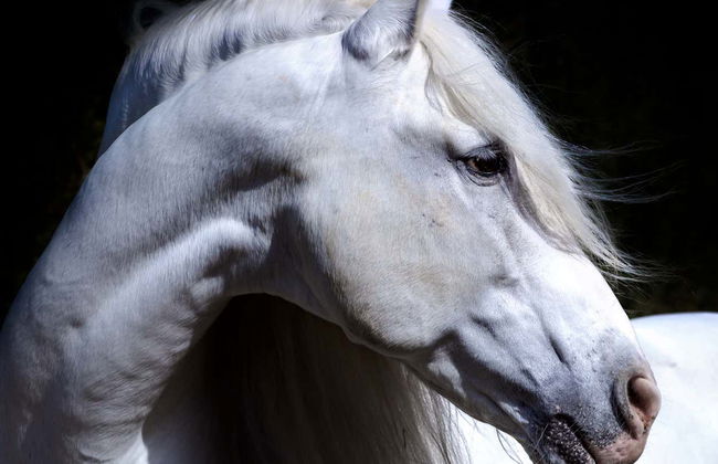 Yeguada de la Cartuja Stud Farm Tour - Foto 5