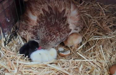 Ferienwohnung Kobelsberg - Foto 8