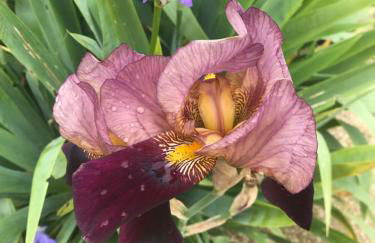 La Huberdière - Foto 24