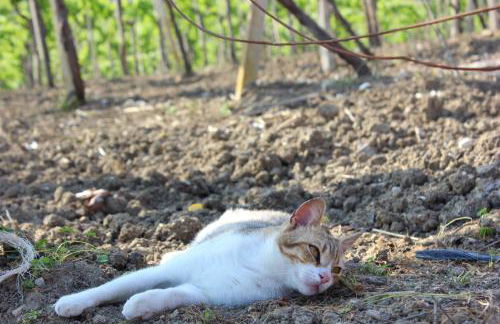 Agriturismo La Casa di Bacco - Foto 49