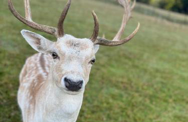 Domek Pierwiosnek Ustroń - cisza, las, balia i totalny relaks - Ucieknij od zgiełku i poczuj spokój natury - Photo 48
