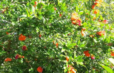 Da Nonna Cosimina - Foto 6