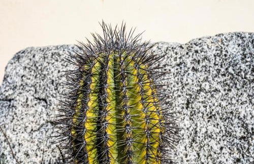 Villa Agave - Foto 24