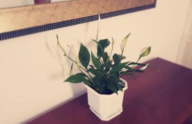 Apartman Peregrinus - Foto 15