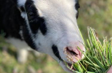 Idyllisches Bauernhaus Am See - Foto 29