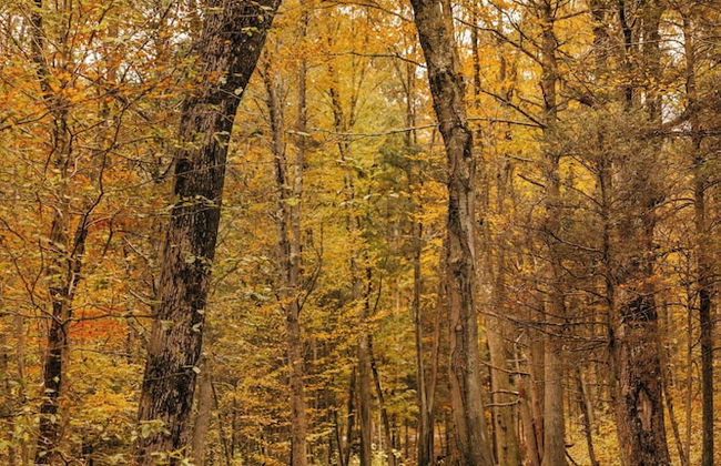 Postcard Cabins Machimoodus, Outdoor Collection by Marriott Bonvoy - Foto 66