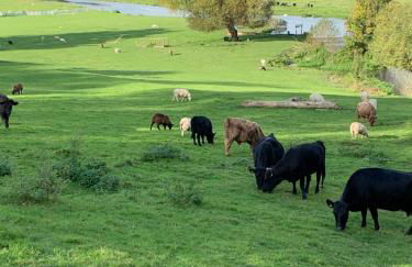 Hertford farm Woodland cabin pet friendly firepit bbq - Foto 23
