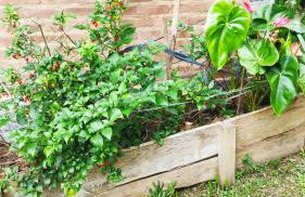 Casa Dona Zezé - Photo 26