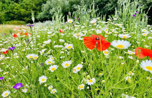 Bluebell Cottage - Foto 17