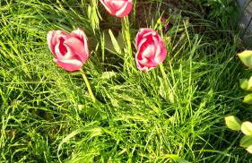 Il Nido (The Nest) - Foto 6