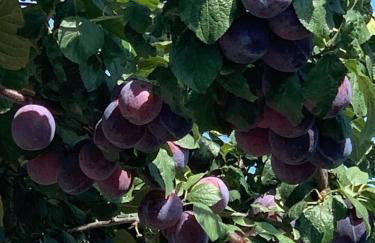 Villa Adriana SIKOVO - Foto 38