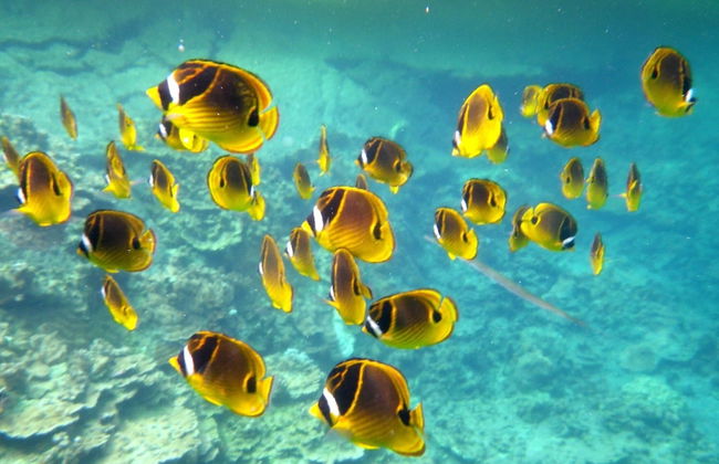 Kehena Treetop 1 Bedroom Home by RedAwning - Foto 18