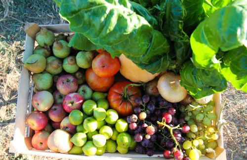 Chitaka's Organic Farmhouse in Ribatejo - Foto 21