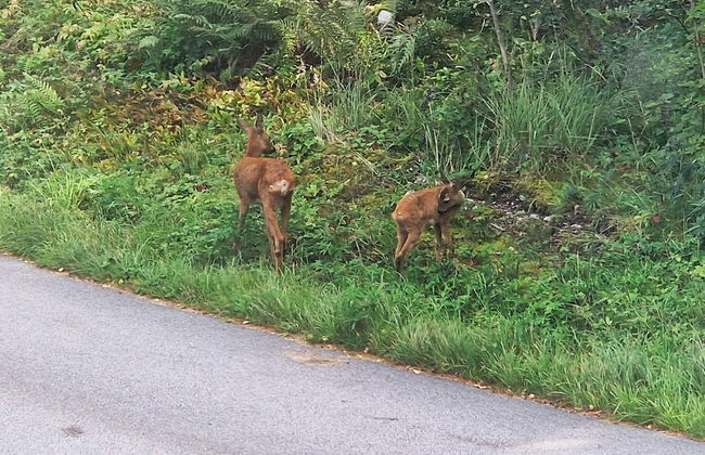 5 Person Holiday Home in Billingfors-by Traum - Photo 13