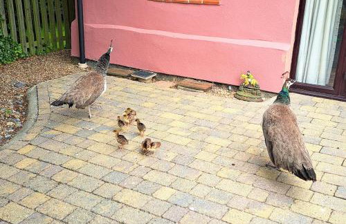 3 Bed in All Saints South Elmham oc-sfspw - Foto 22