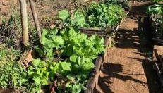 Morada da Girafa - Foto 5