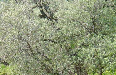 Country House With Big Garden - Photo 54