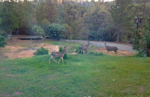 Black Oak Hill Vista near Yosemite - mountain views & starry night sky - Photo 18