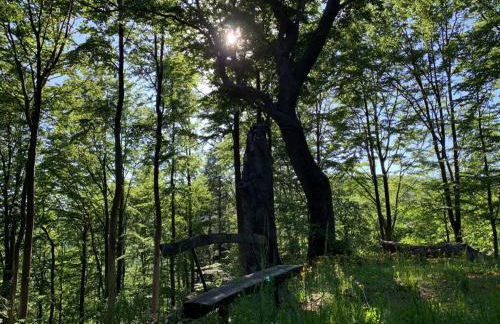 Villa Thea in the Rhön - Foto 14