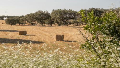 Casa da Ti Inácia - Praia Azenhas D El Rey - Foto 4