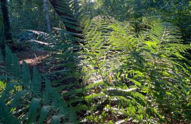 Ferienhaus Fuxbau - Foto 20