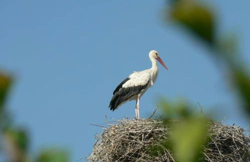 Solar de Rabal - Foto 73