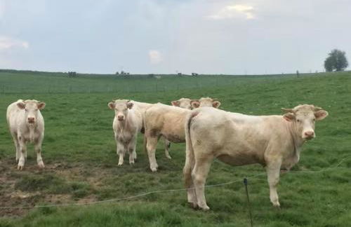 Charmante maison au calme proche de la mer - Foto 4
