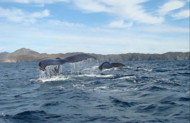 Magdalena Bay Whale Watching - Foto 6