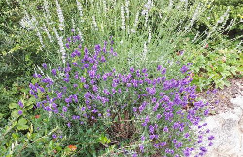 Ferienwohnung am Spreeradweg in Bautzen - Foto 17