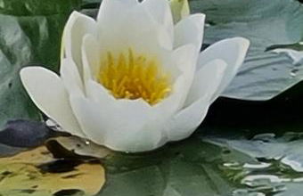 Nicks and Carmels by the Lake - Foto 31