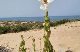 Casa da Alegria, um relaxante paraíso na praia, a 30 mins de Lisboa! - Foto 40