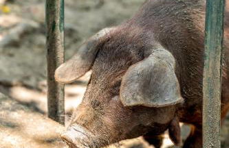 Quail Run Farm Pool Home - Foto 39