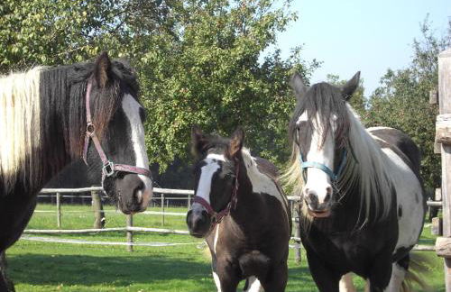 Ferienwohnung Held - Photo 5