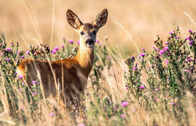 Holiday Home in Hallabro - Photo 28