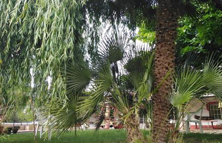 Monte do Rei Santo - Foto 27