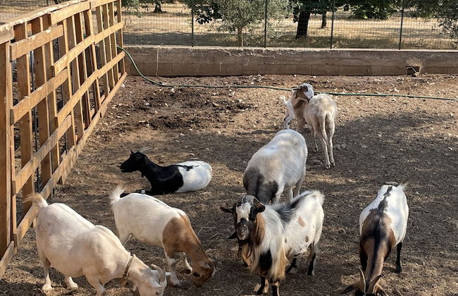 Casale Torre San Magno - Foto 73