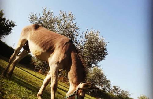 Agriturismo Grecinella - Foto 64