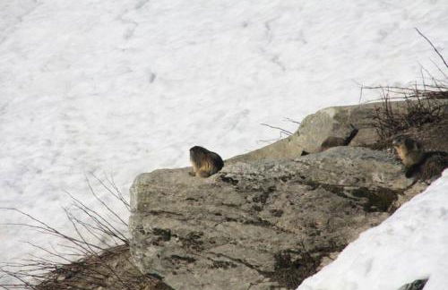 Le Cottage des Sybelles - Photo 16