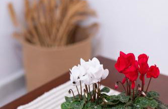 Haris home - Foto 31