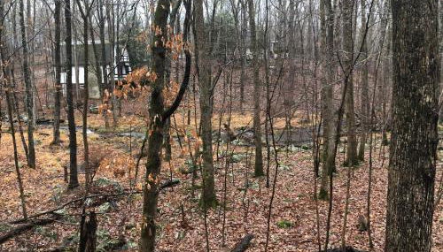 Cozy Cottage at Saw Creek - Foto 5