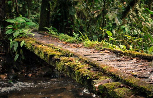 Excursion à la Réserve Hola Vida - Photo 3